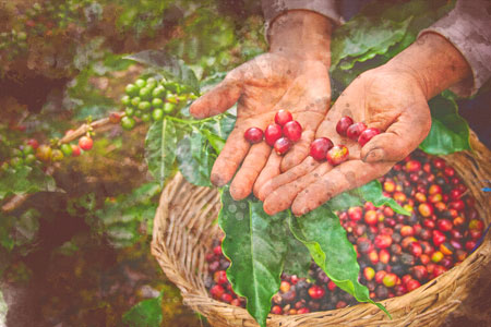 The Journey of a Coffee Bean from Farm to Cup